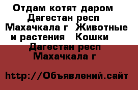 Отдам котят даром - Дагестан респ., Махачкала г. Животные и растения » Кошки   . Дагестан респ.,Махачкала г.